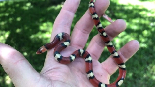 Rescued Scarlet Snake