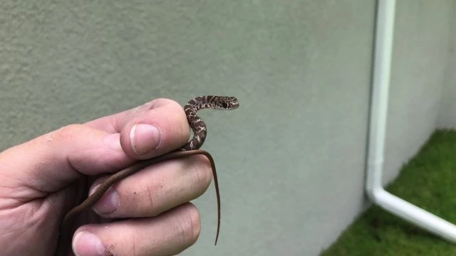 Baby Black Racer