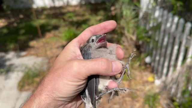 Fledgling BlueJay